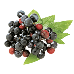 classicSchwarzeJohannisbeere